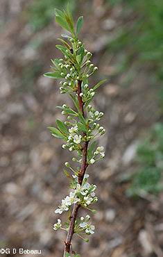 Buds