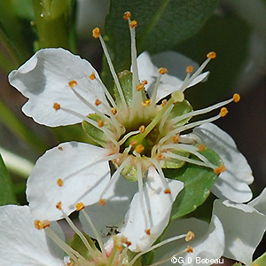 Flower closeup
