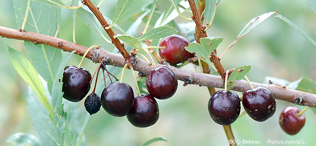mature fruit