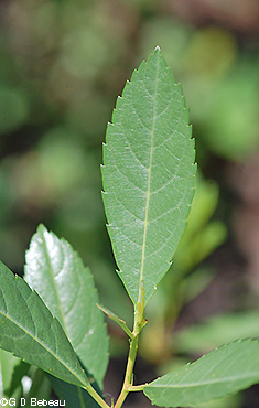 leaf