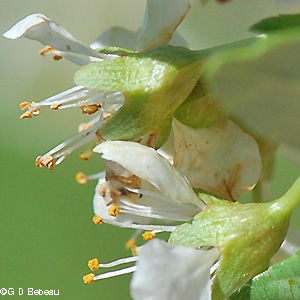 sepals