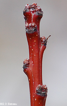 twig