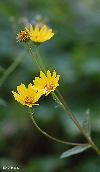 inflorescence