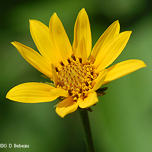 Flower head