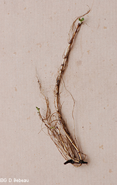 root