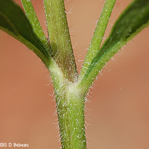 Stem