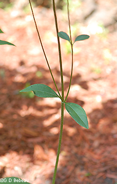 stem