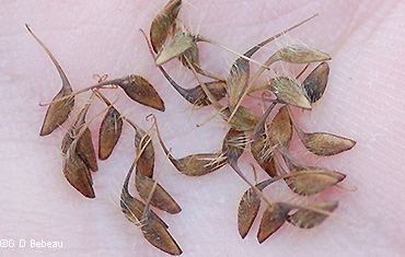Seeds