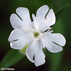 White Campion flower