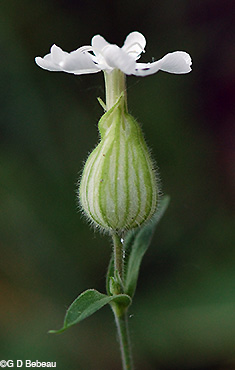White Campion Flower