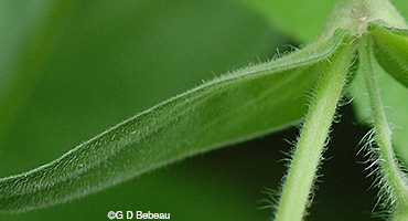White campion leaf detail