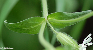 White Campion leaf