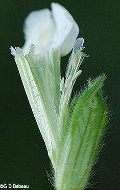 White Campion Flower stamens