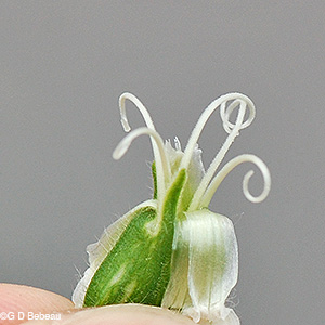 White Campion flower styles