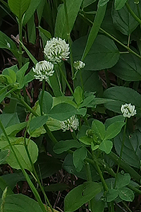 White Clover