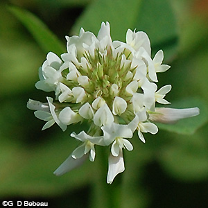 White Clover