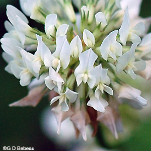 White Clover flower close-up