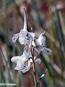White Larkspur