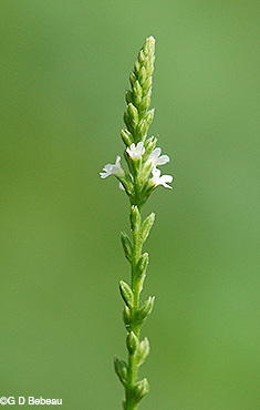 White Vervain flower stem