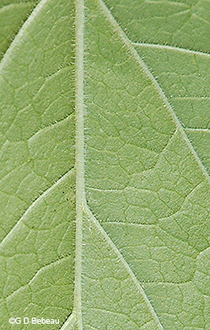 leaf underside