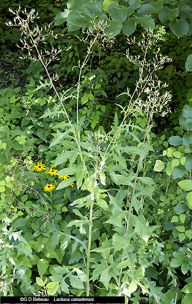 plant image