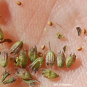 seed