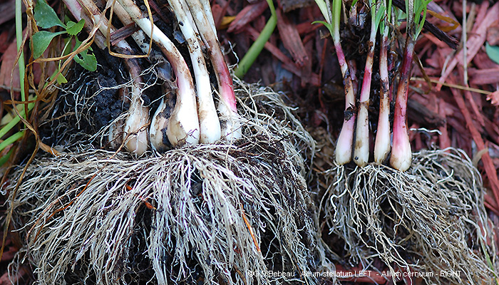 wild onion root comparison