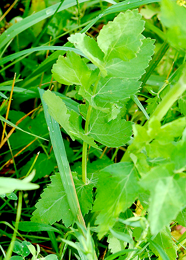 basal leaf