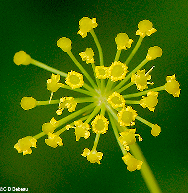 flower detail