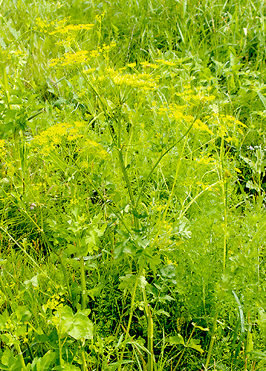 plant