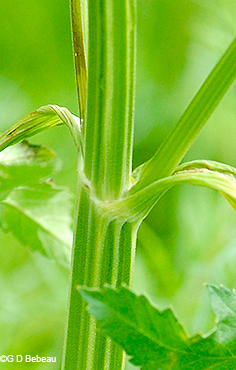 stem