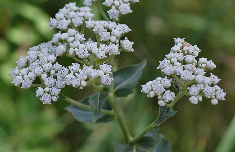wild quinine plant