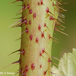 glandular prickles