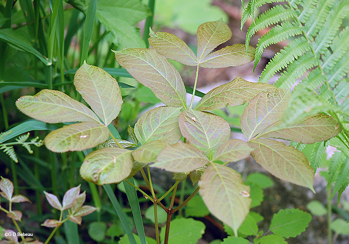 young leaves