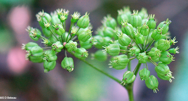 flowering umbels