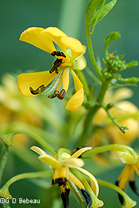 Wild Senna