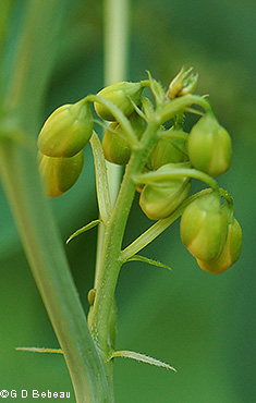 flfower buds