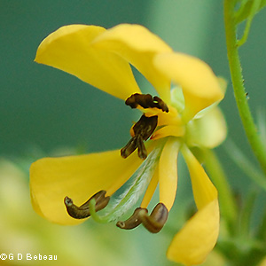 Flower closeup