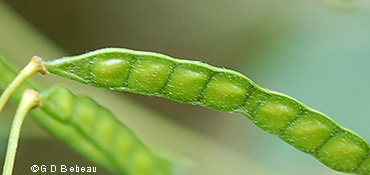 green pod