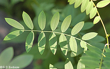 leaf