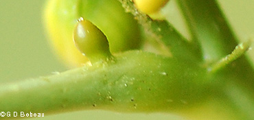 leaf gland
