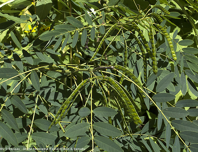 seed pods