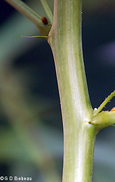 stem
