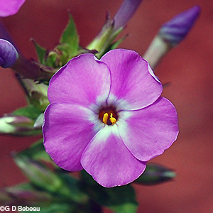 Wild Sweet William flower