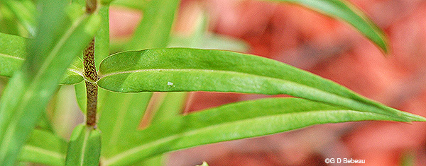 Wild Sweet William leaf