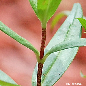 Wild Sweet William leaf node