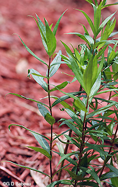 Wild Sweet William plant