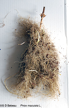 Wild Sweet William root