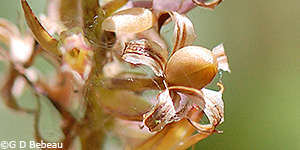 Seed capsule