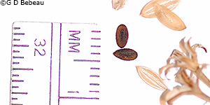 seeds